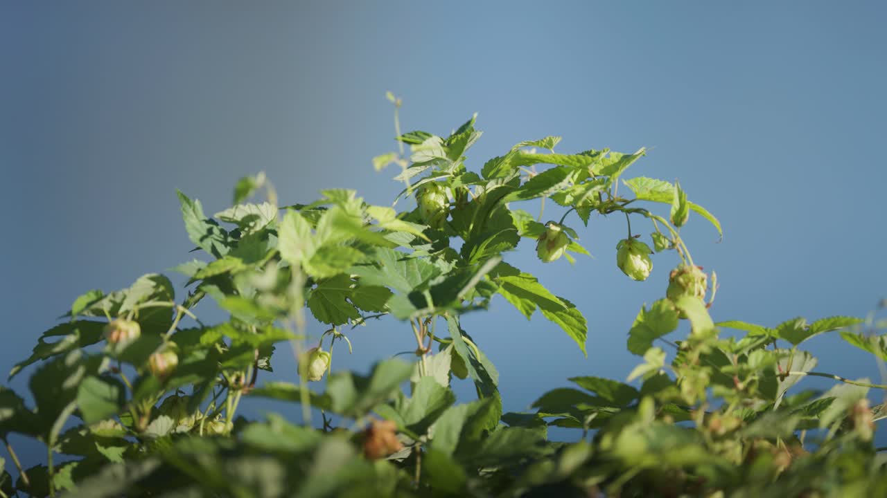 Hop vine tendrils extend outward, showcasing clusters of seed cones and green leaves in soft sunlight.