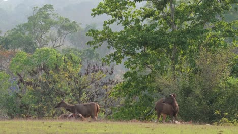 sambar, rusa unicolor, tailandia