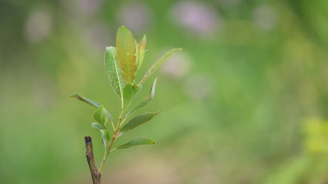 Small willow tree with leaves blowing in the wind in slow motion with lots of greenery