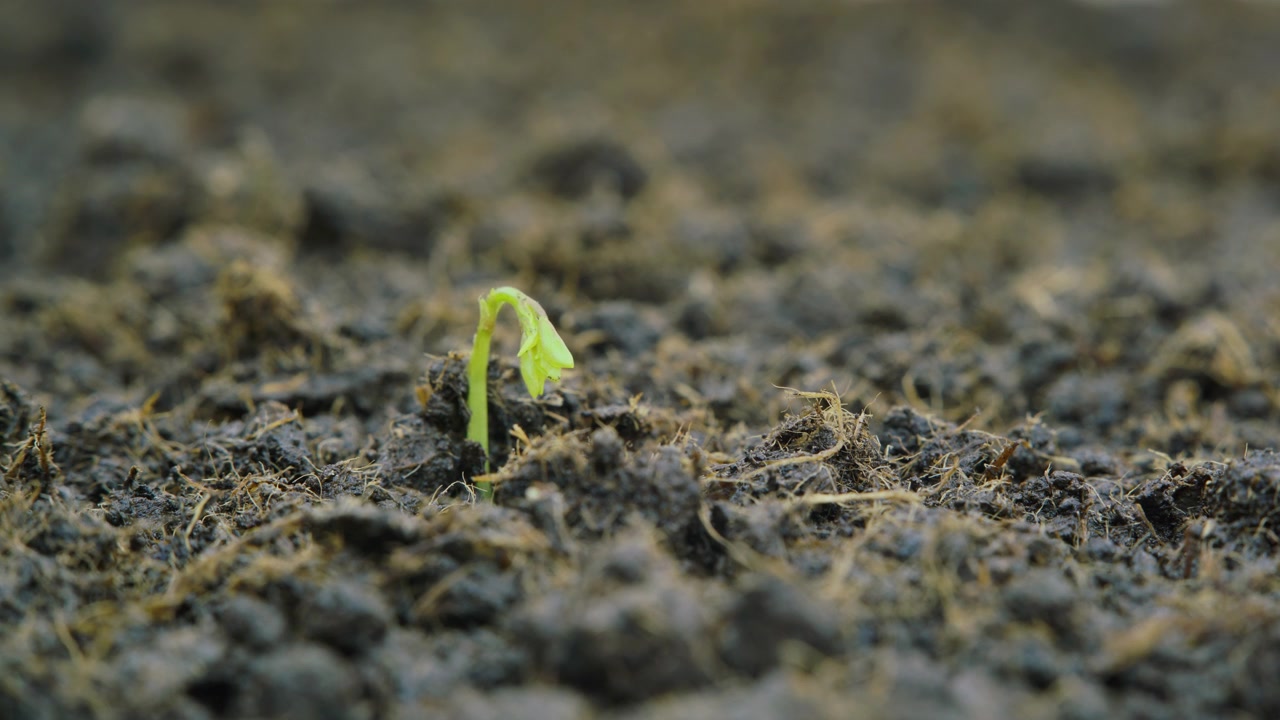 Time Lapse of a Small Green Sprout Emerging from Soil