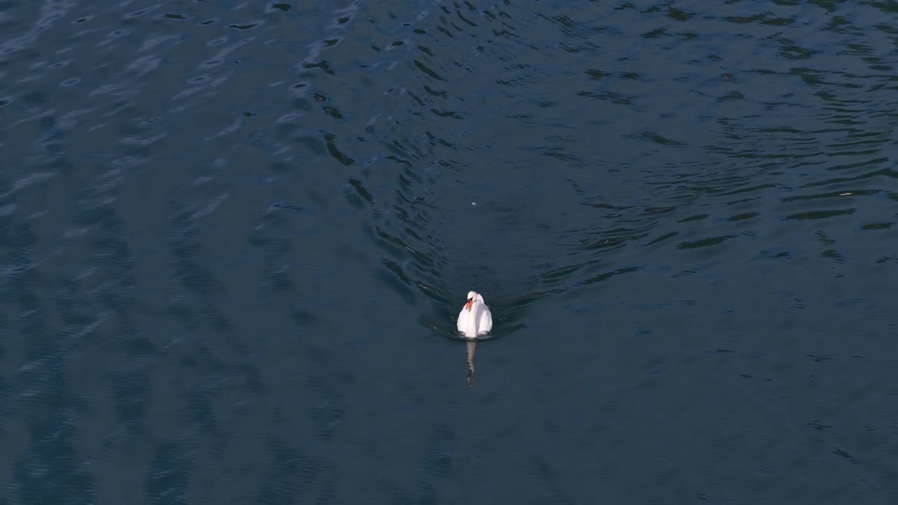 Lone Mute Swan Over Tranquil Lake. Tracking Shot