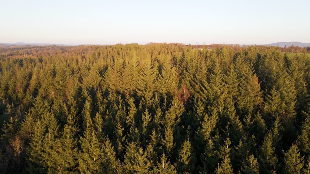 A vast pine tree forest in Rhineland-Palatinate during a colourful sunset