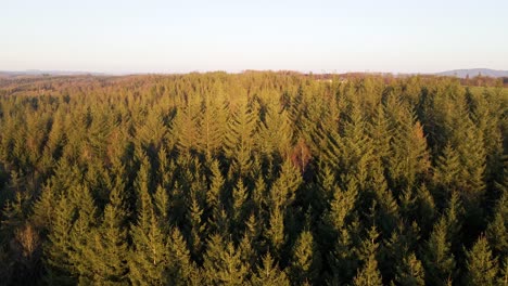 a vast pine tree forest in rhineland-palatinate during a colourful sunset