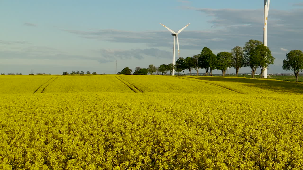 cámara lenta aérea cerca de campo de colza amarillo colza, cerca de la granja de molinos de viento en segundo plano trabajando lentamente, lugar ecológico fuera de la ciudad