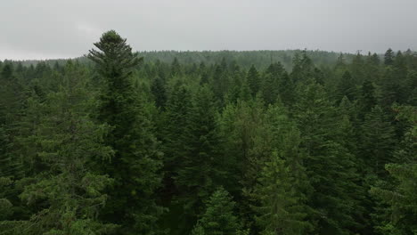 aerial view of a lush coniferous forest