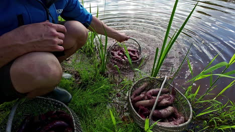 Zeitraffer-Eines-Mannes,-Der-Eimer-Mit-Süßkartoffeln-In-Einem-Wasserkanal-Wäscht