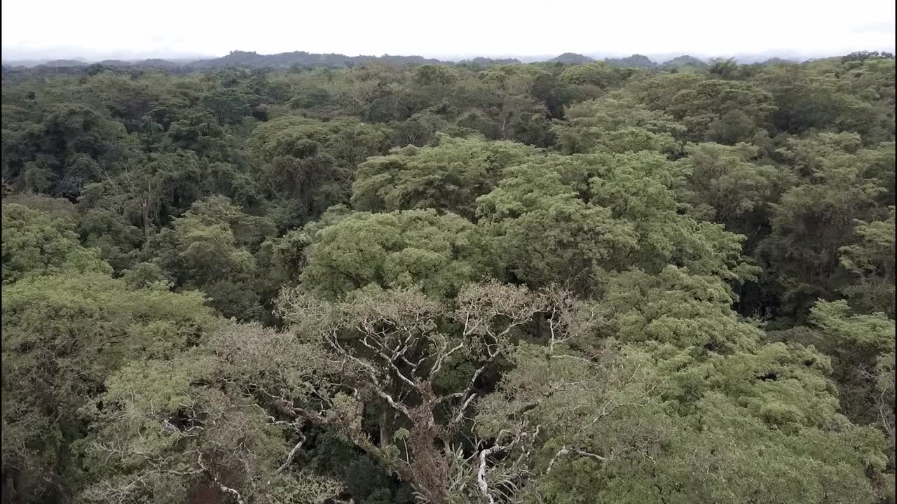 una hermosa antena sobre las selvas de yucatán en méxico