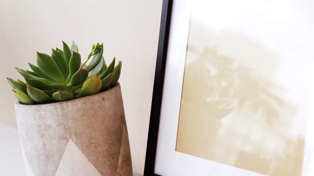 Aloe vera plant and glass photo frame