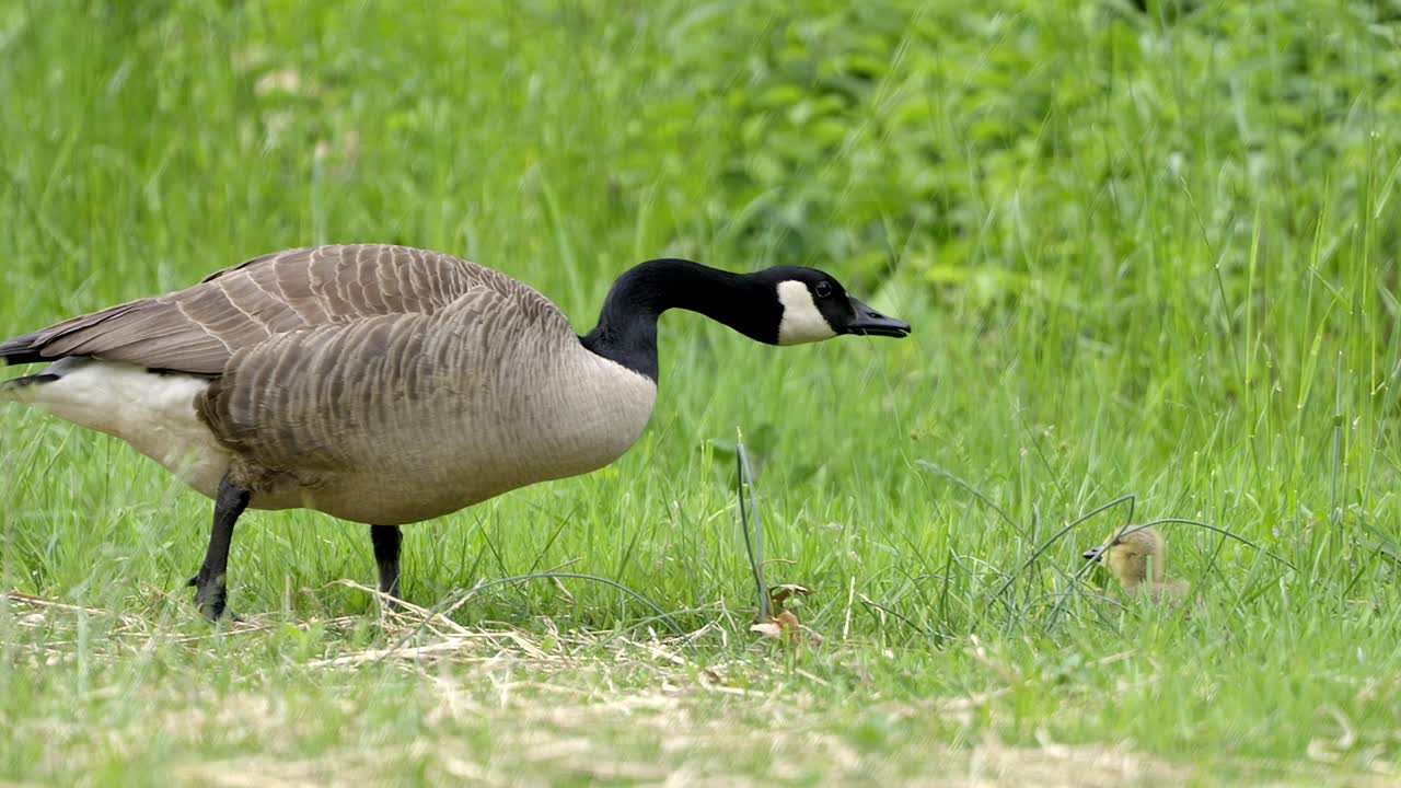 Canada Goose Parent Foraging with Adorable Gosling in Green Grass