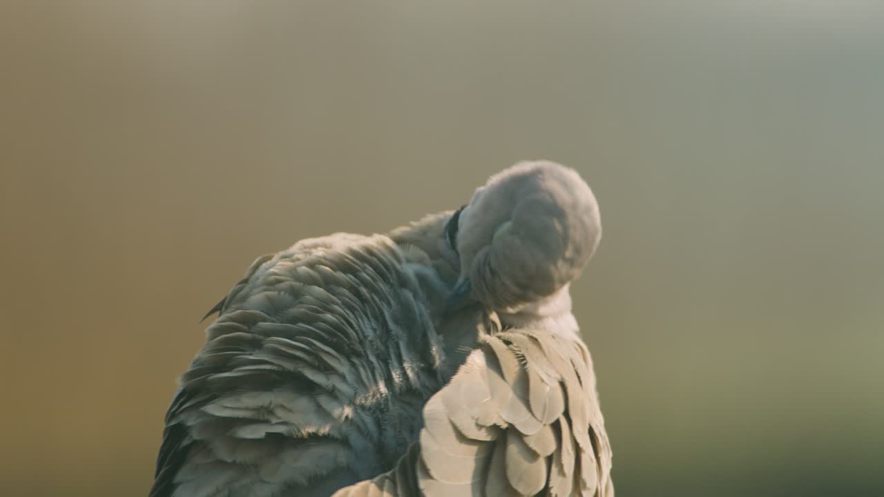 Close up static shot of collared dove preening