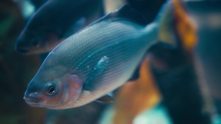 Close up of a striped seaperch fish swimming underwater