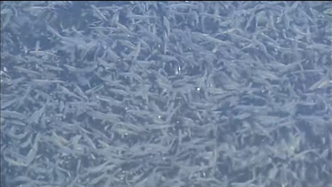 a massive school of fish underwater