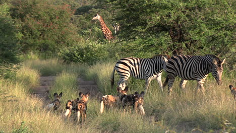 African-wild-dogs,-zebras-and-giraffe-in-the-bush-of-Kruger-national-park,-south-africa