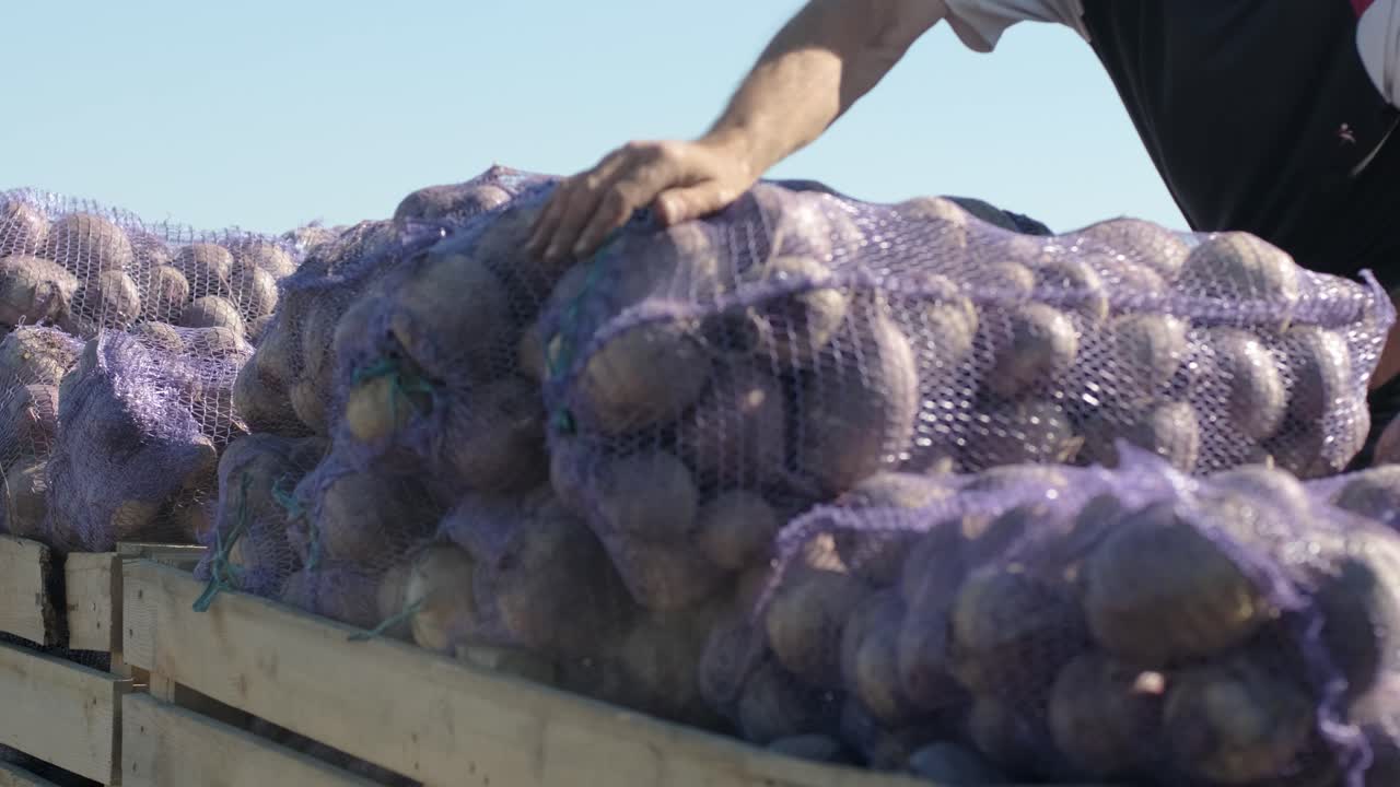 Loading bags of organic red beets in the car on the field during harvesting