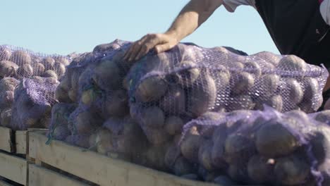 carga de bolsas de remolacha roja ecológica en el coche en el campo durante la cosecha