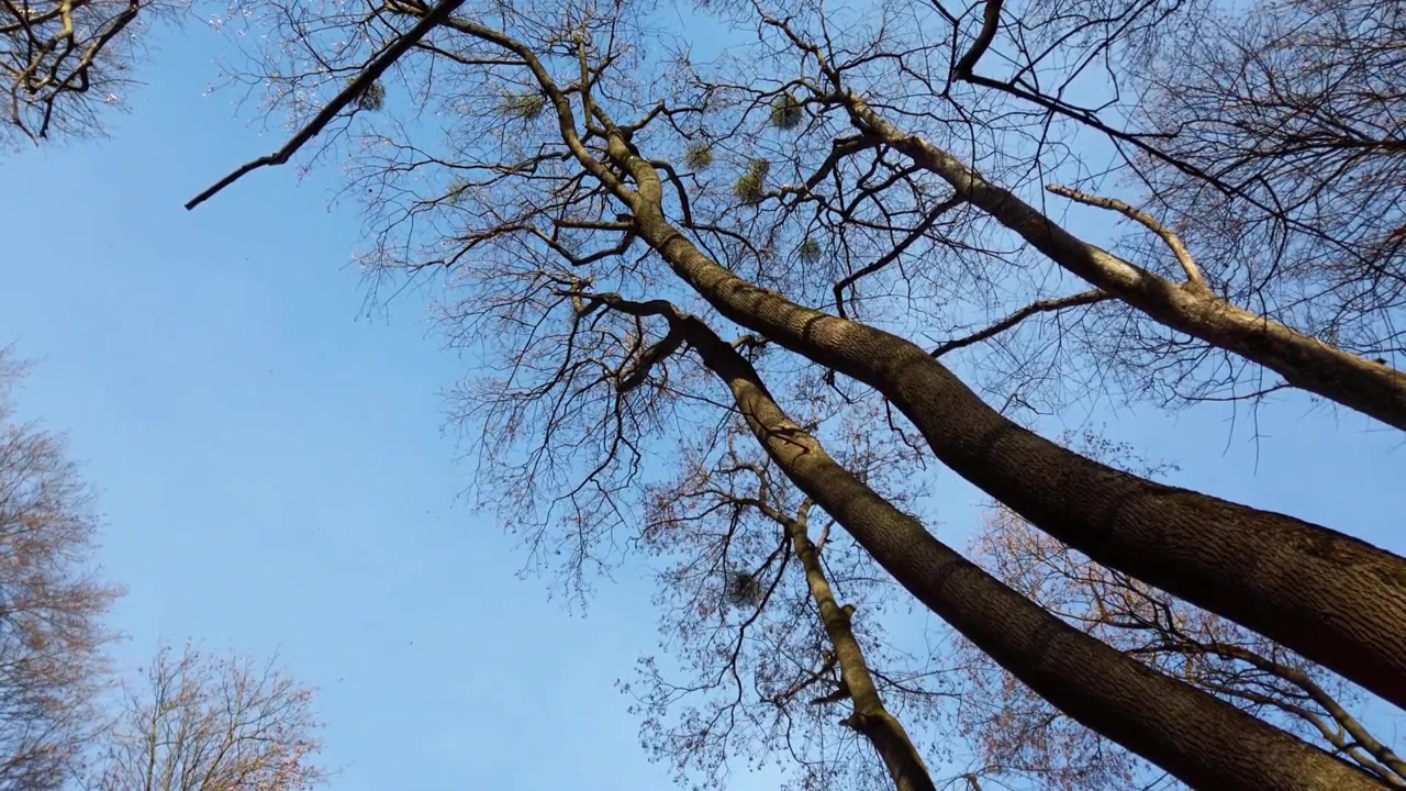 Alberi autunnali sullo sfondo del cielo