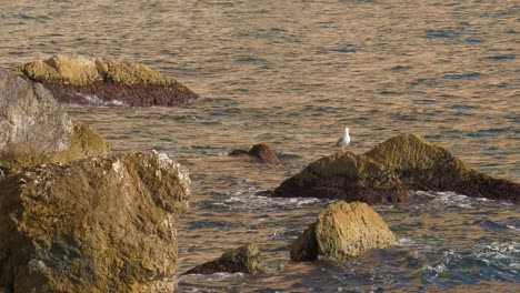 seagull alone on rock surrounded by sea, mediterranean coastal zoom out