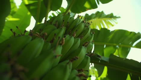 brote de plátanos colgando del árbol de plátano