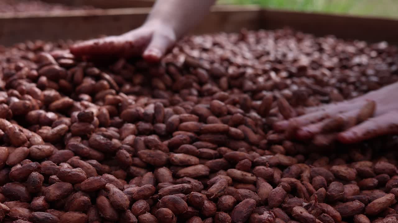 Hands Spreading Out Fresh Fermented Cacao Beans To Dry