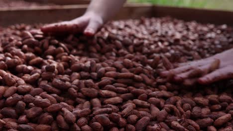 hands spreading out fresh fermented cacao beans to dry