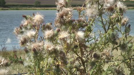 Tall-Cotton-Thistles--growing-in-England,-UK