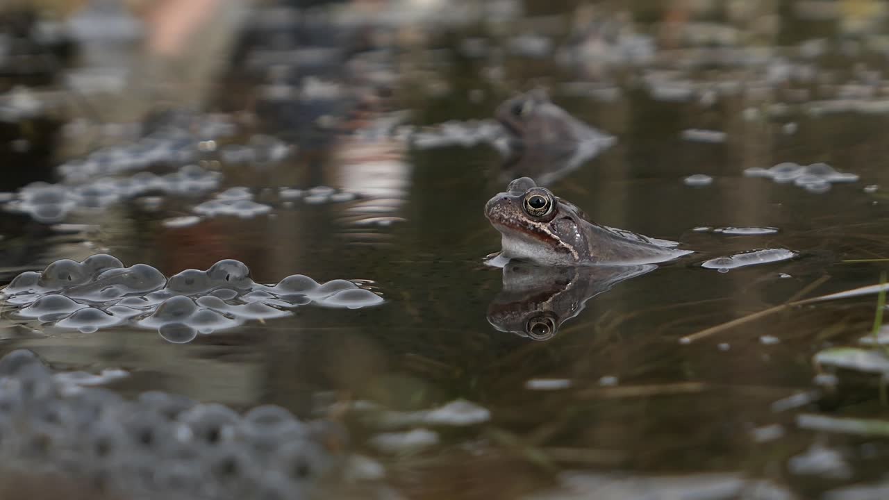 Two frogs and frog spawn in water during mating season, frogs spawning in spring
