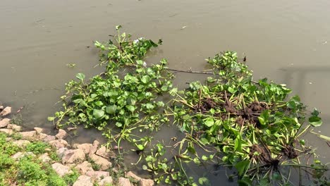 plant floating slowly along a calm river