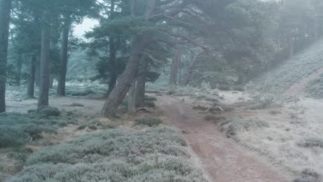 Imágenes-Cinematográficas-De-Drones-Volando-A-Lo-Largo-De-Un-Camino-Debajo-Del-Dosel-De-Antiguos-Pinos-Escoceses-En-Un-Bosque-Con-Niebla-Congelada