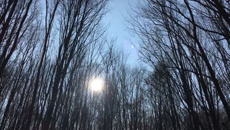 Wandern-Auf-Einer-Waldstraße-Mit-Der-Sonne-Am-Himmel-Und-Dem-Sonnenlicht,-Das-In-Der-Frühen-Frühlingssaison-Durch-Die-Äste-Dringt