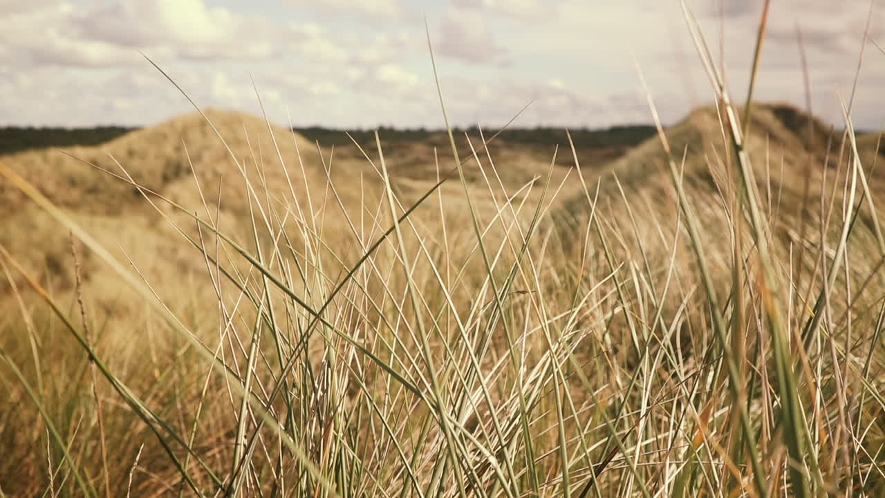dunas de arena y hierba de dunas en la costa atlántica de dinamarca