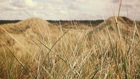 Sand-dunes-and-dune-grass-at-the-atlantic-coastline-in-Denmark