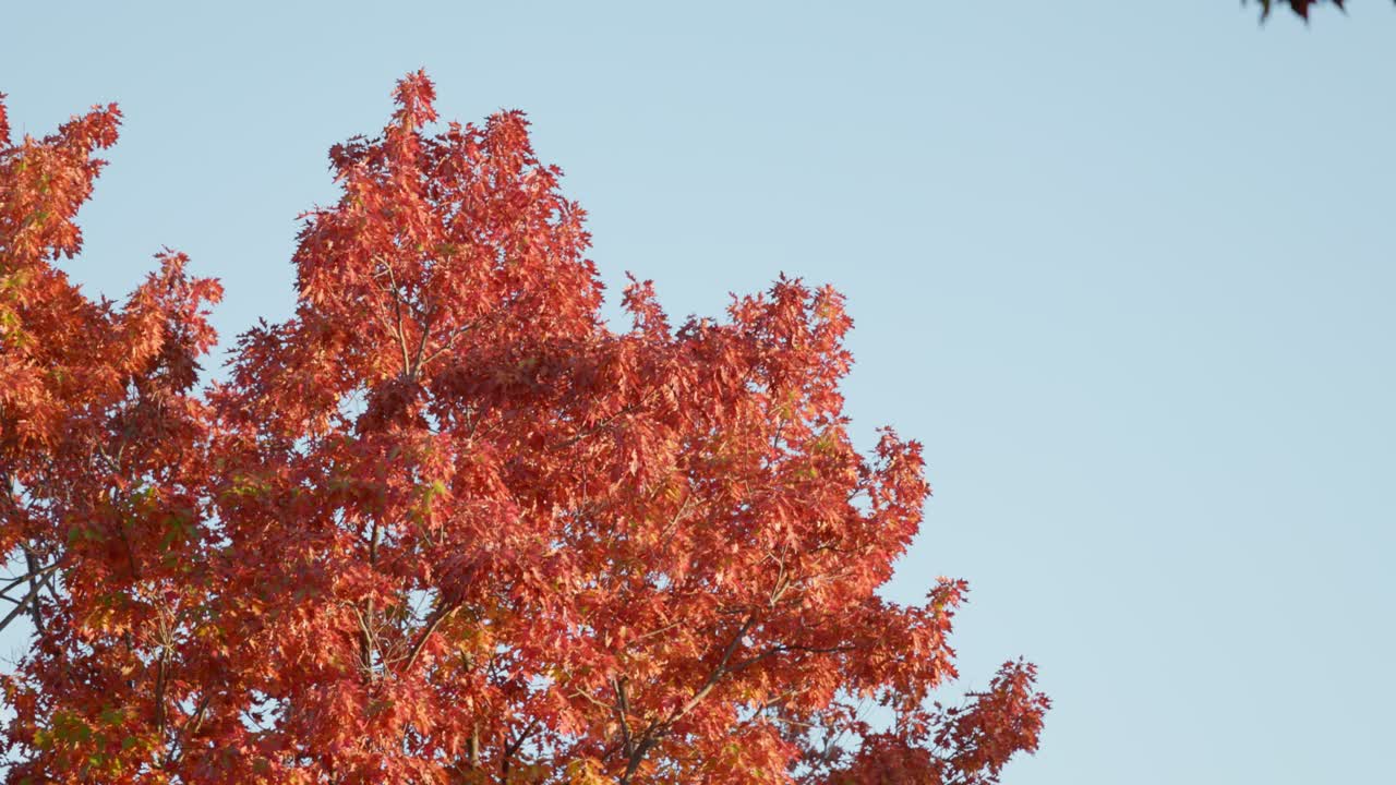 Vivid red and orange autumn leaves stand out against a bright blue sky, celebrating the beauty of the season in Canberra.