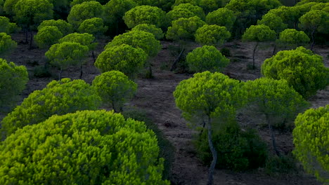Toma-Aérea-Hacia-Atrás-De-Varios-Pinos-Que-Crecen-En-El-Campo-En-El-Rompido,-España---Hermosa-Vegetación-Botánica-De-La-Naturaleza