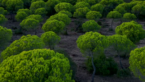 toma aérea hacia atrás de varios pinos que crecen en el campo en el rompido, españa - hermosa vegetación botánica de la naturaleza