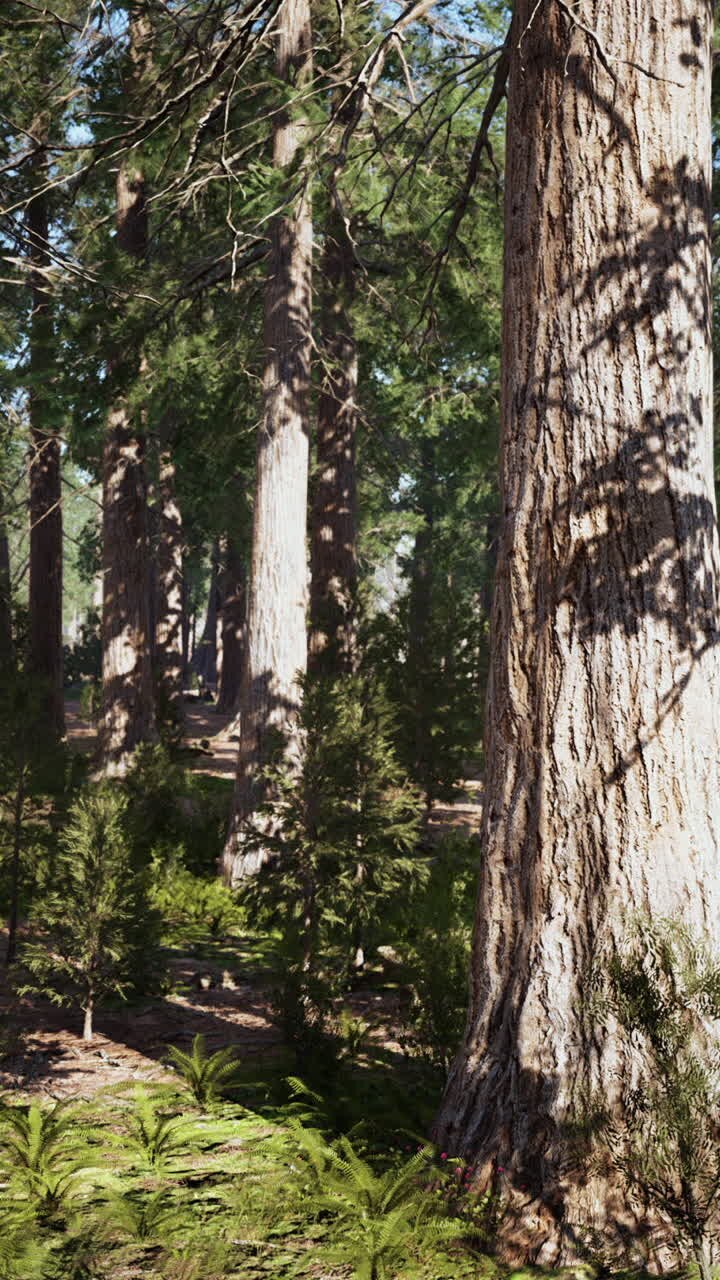 Alberi alti in una foresta lussureggiante