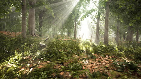 summer fog in the forest