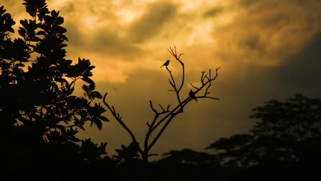 pájaros timelapse en el árbol con cielo dorado y hermoso paisaje nublado en el bosque