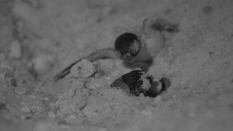 turtle hatchlings emerging from its nest buried on beach sand near the ocean