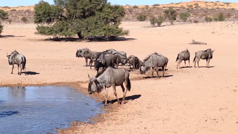 confusion of wildebeest gather at watering hole in kalahari desert