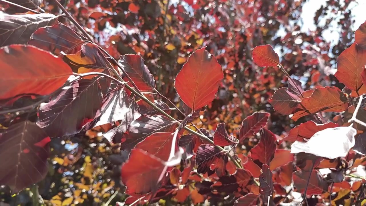 Slow motion movement of the branches and leaves of a copper beech tree on a bright sun