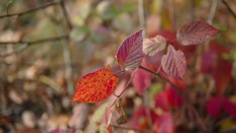 Ein-Einsames-Rotes-Blatt-Zwischen-Kahlen-Herbstzweigen