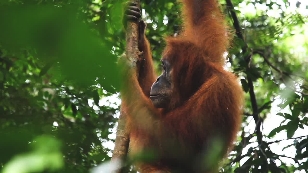 Bir ağaçta asılı duran güzel dişi orangutanın yakın plan bakışı.