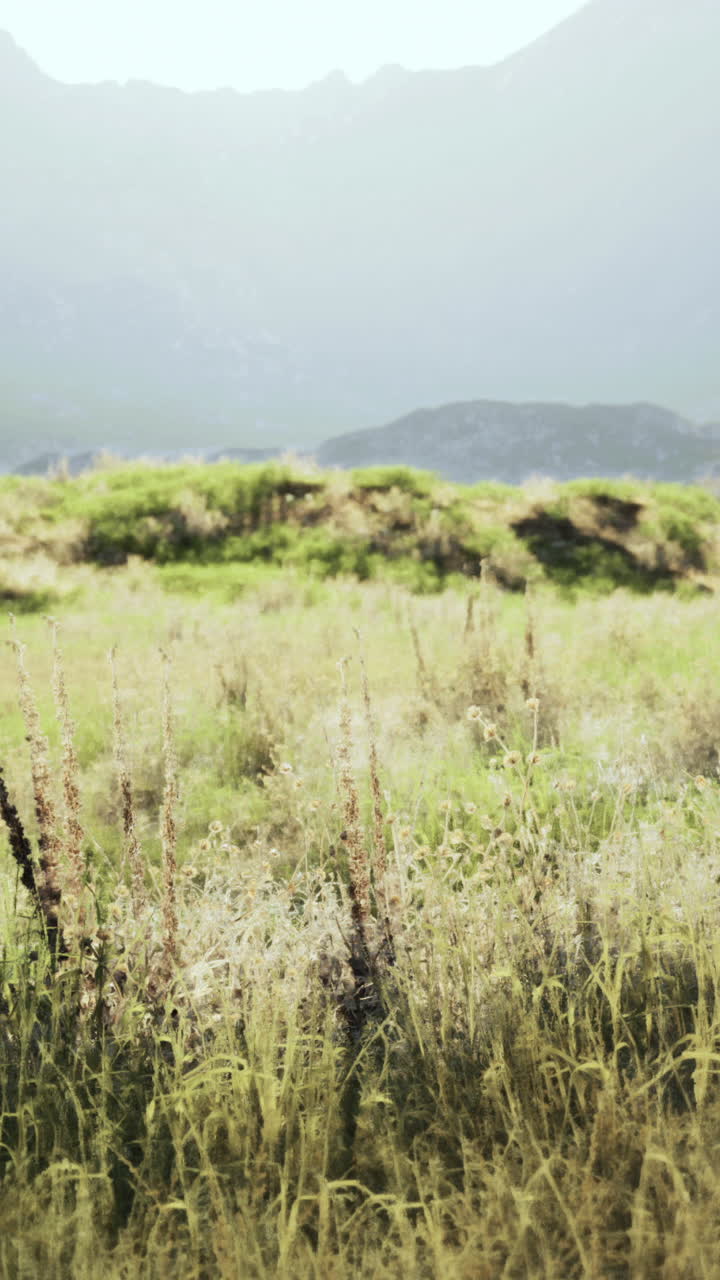 un campo de hierba alta con montañas al fondo