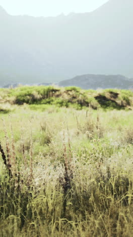 a field of tall grass with mountains in the background