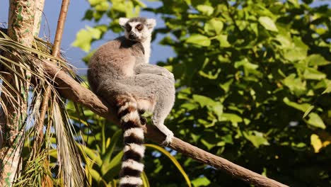 lémur navegando en las ramas del zoológico de melbourne