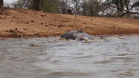 low angle view of african elephant showing joy, playing in the water