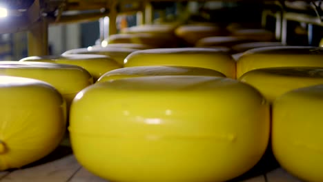 a warehouse storage of yellow cheese wheels.