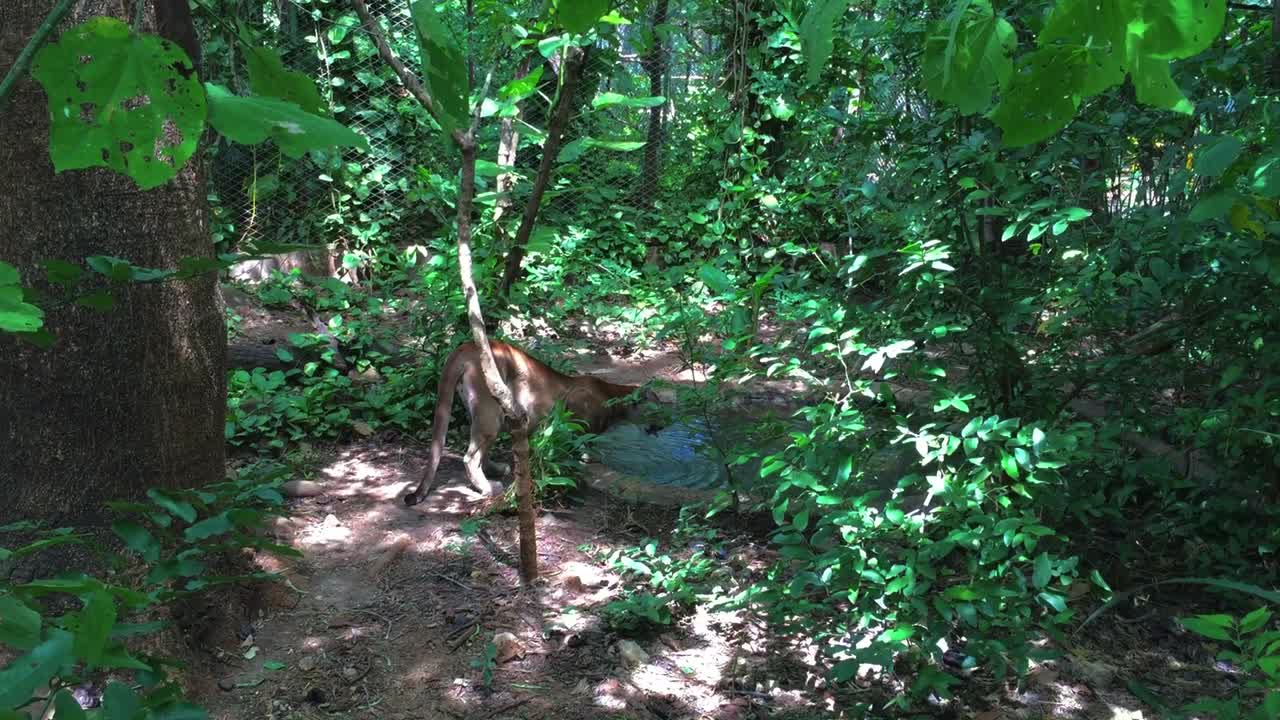 카메라를 향해 술을 마시고 걷는 푸마