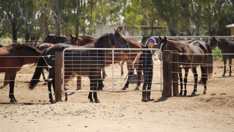 caballos siendo conducidos por la mano del rancho