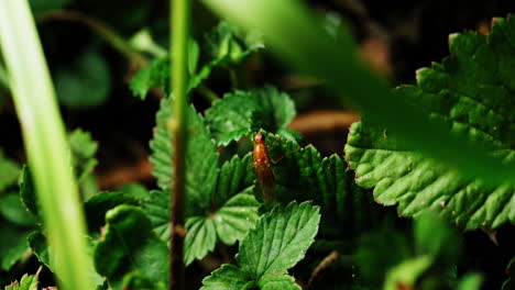 Auf-Dem-Grünen-Gras-Kann-Man-Ein-Braunes-Insekt-Entdecken,-Das-Sich-Bei-Seinen-Aktivitäten-In-Der-Natur-In-Seine-Umgebung-Einfügt